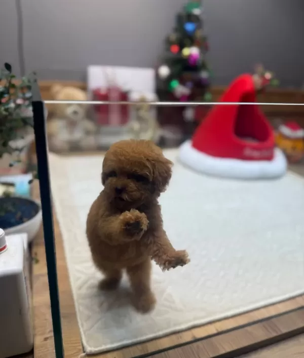 Kore Teacup Poodle Yavrularımız