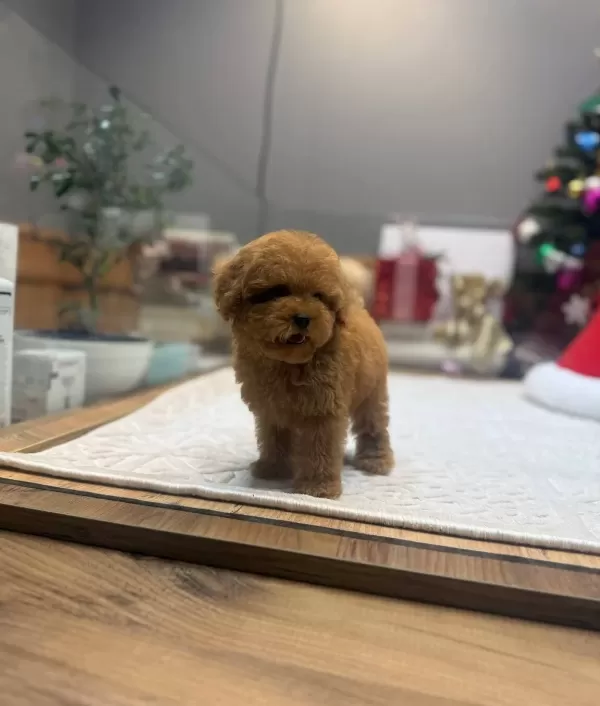 Kore Teacup Poodle Yavrularımız