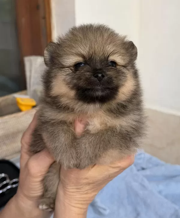 Pomeranian Teddy Bear Mini Teacup Dişi