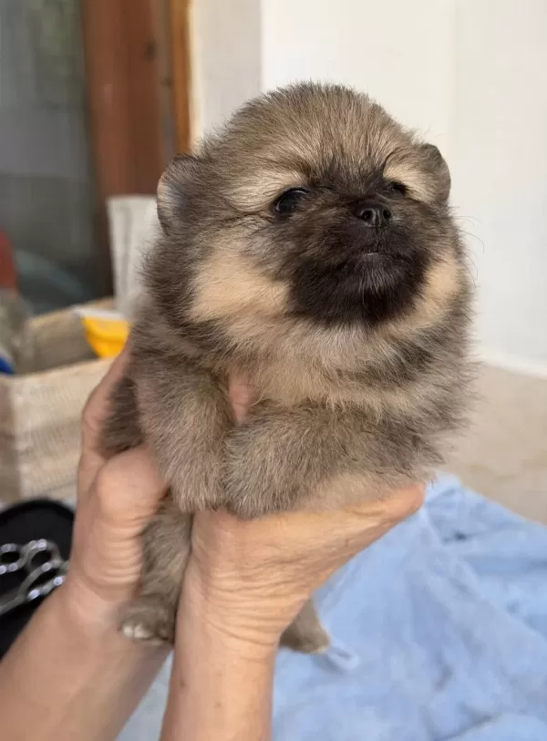 Pomeranian Teddy Bear Mini Teacup Dişi