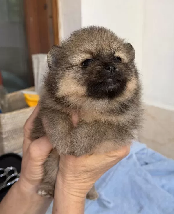 Pomeranian Teddy Bear Mini Teacup Dişi