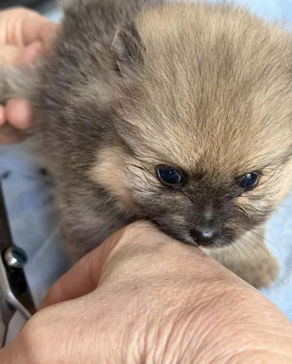 Pomeranian Teddy Bear Mini Teacup Dişi