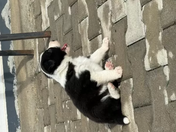 Saf Kan Orjinal Border Bebeler Sadece Kalite Ve Mutluluk