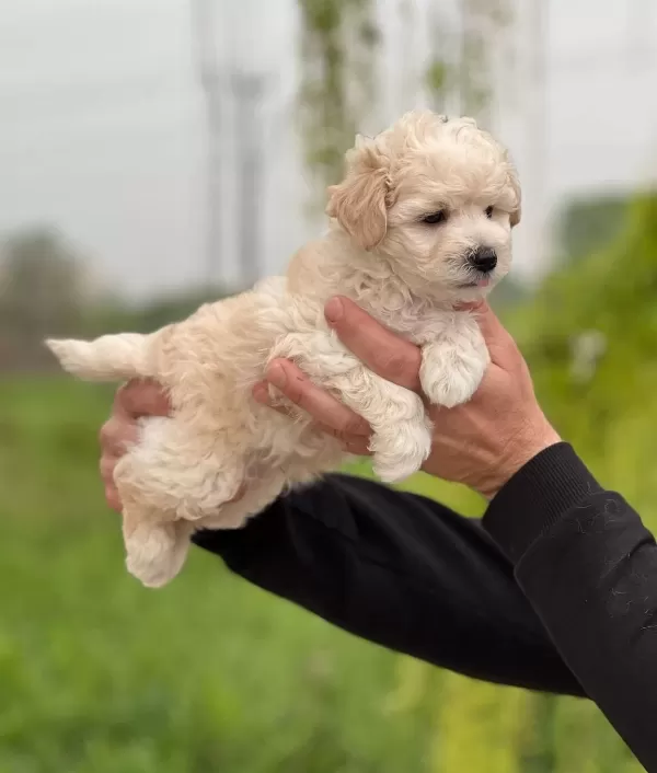 Safkan Irk Garantili Maltipoo Yavrular