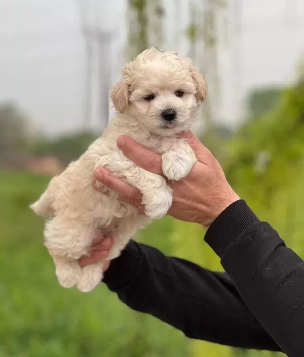 Safkan Irk Garantili Maltipoo Yavrular