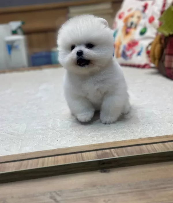 White Pomeranian Boo Pupy
