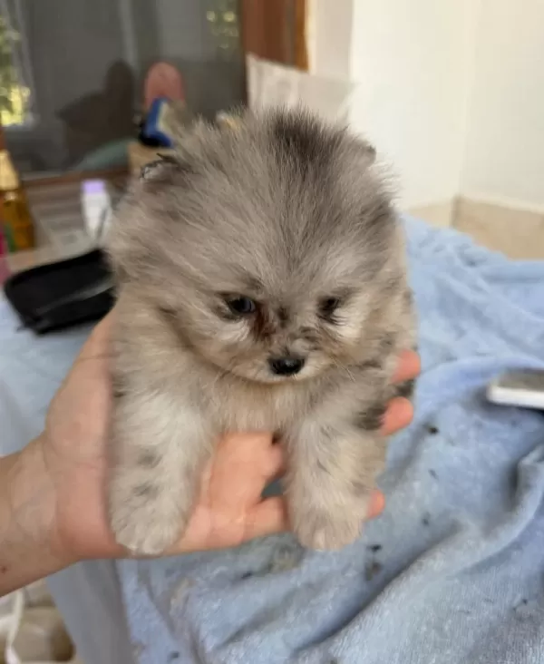 Blue Merle Pomeranian Mini Boy