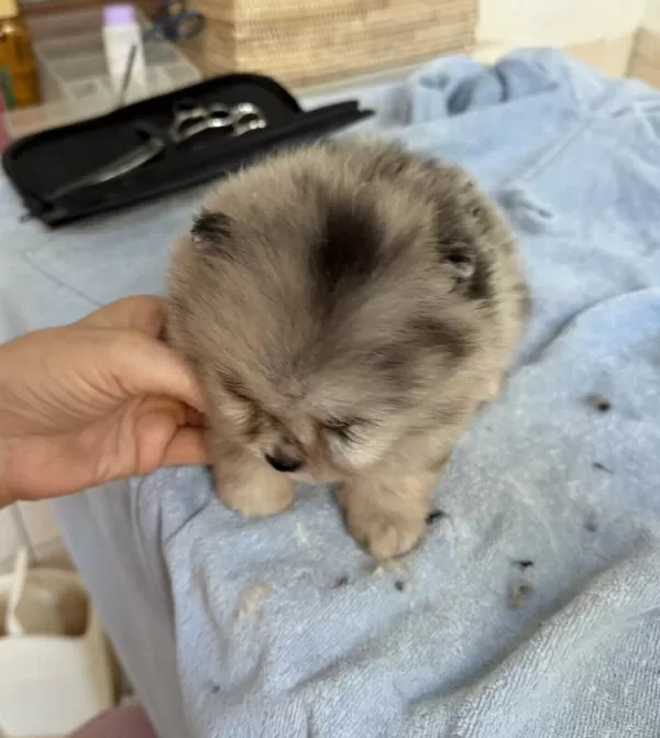 Blue Merle Pomeranian Mini Boy