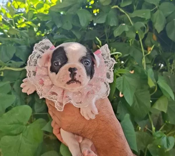 French Bulldog Bebekleri
