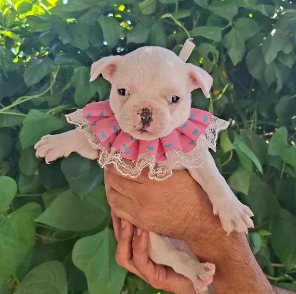 French Bulldog Bebekleri