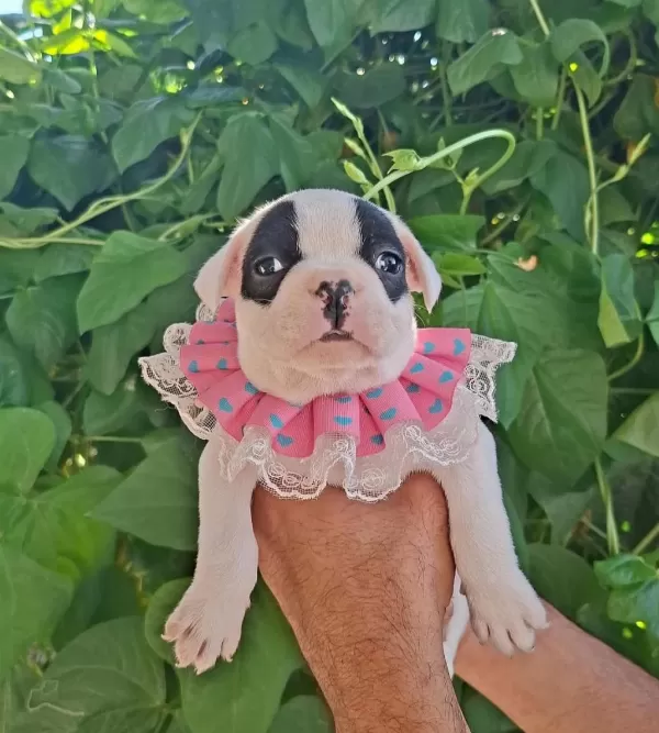 French Bulldog Bebekleri