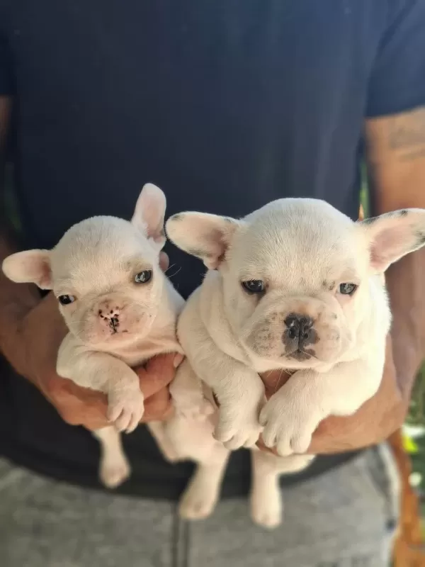 French Bulldog Bebekleri