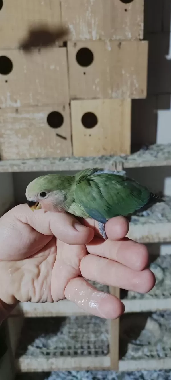 Bebek Yavrumuz El Beslemesi İçin Hazirdir Buyrun