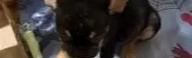 Fransız Bulldog 2 Aylık