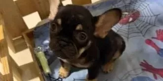 Fransız Bulldog 2 Aylık