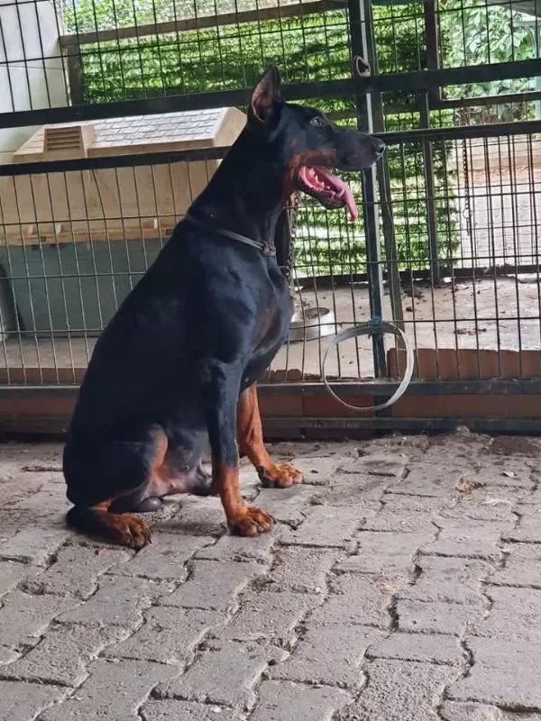 A+ Plus Doberman Yavrularımız