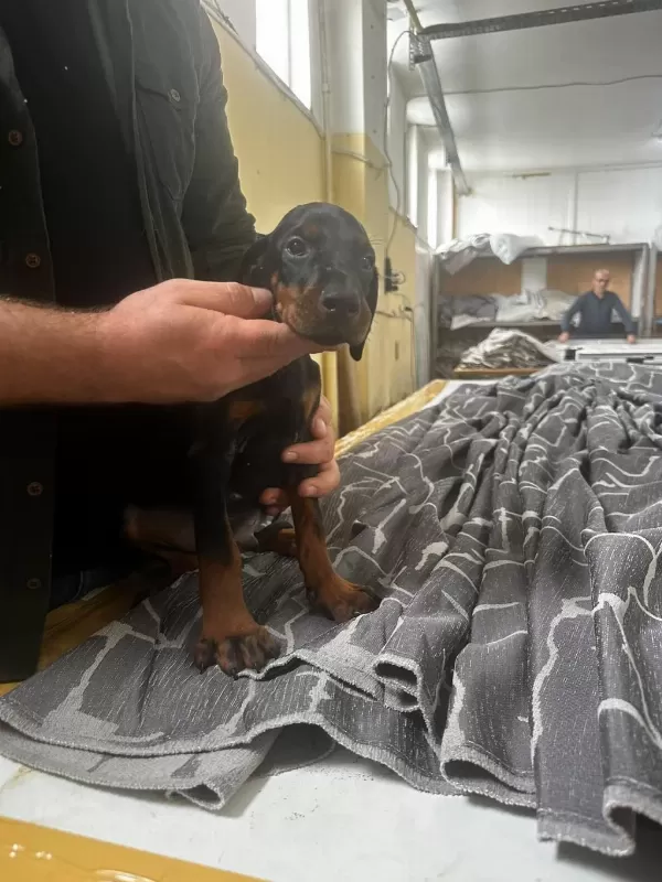 A+ Plus Doberman Yavrularımız