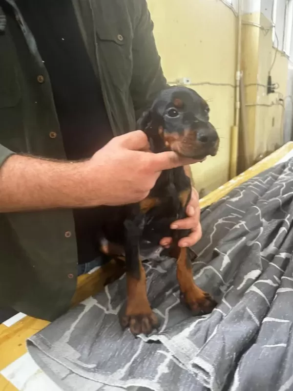 A+ Plus Doberman Yavrularımız