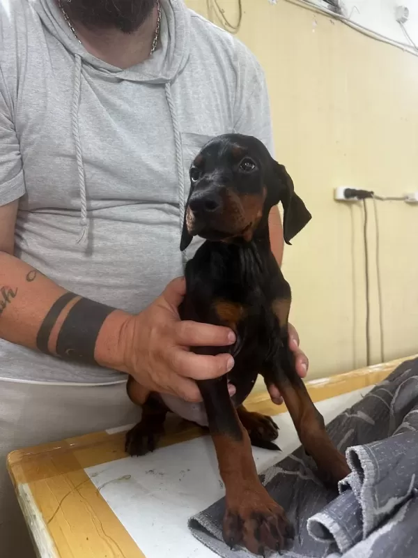A+ Plus Doberman Yavrularımız