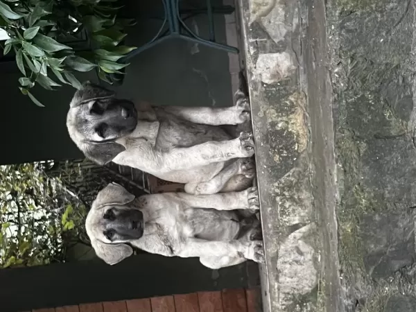 3 Aylik Dişi Çoban Köpeği