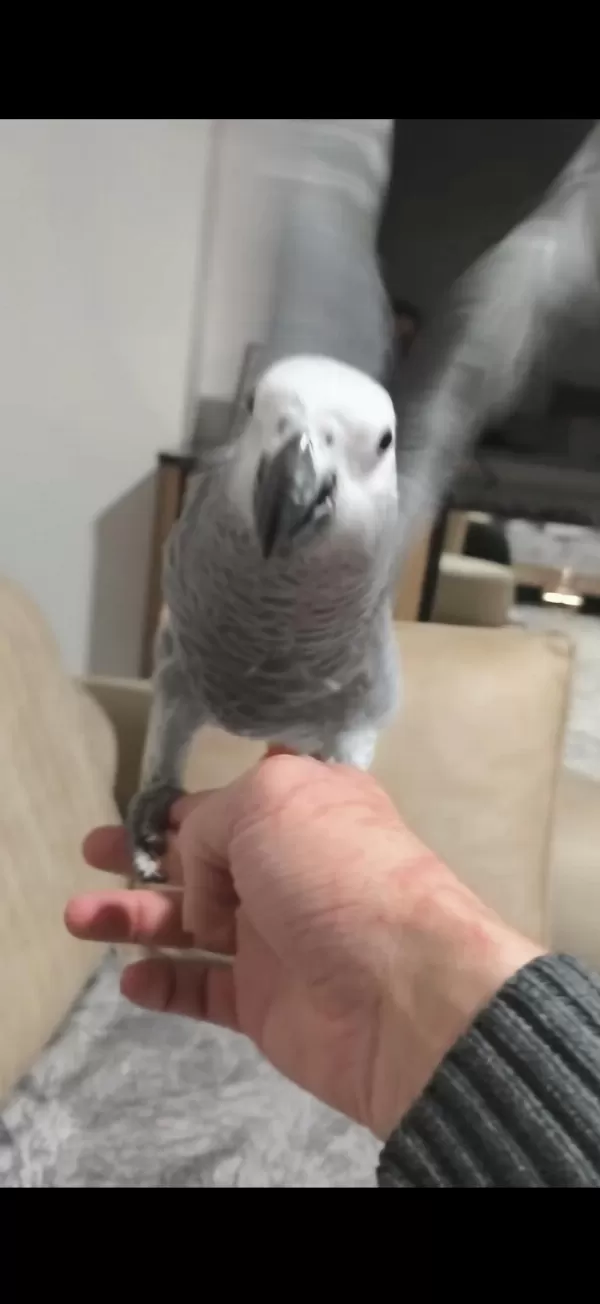 4 Aylik Evcil Jako Papağani