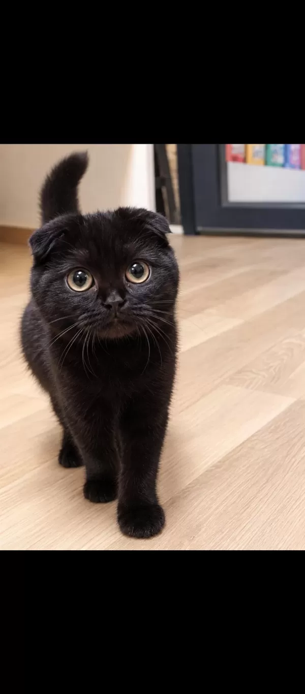 Black Scottish Fold Yavru