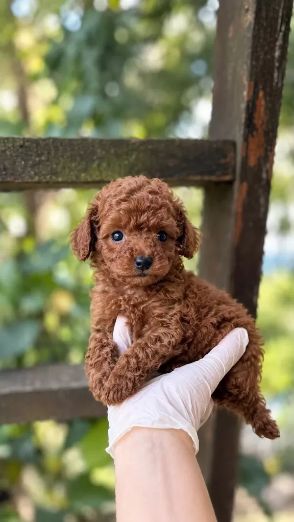 Toypoodle İrk Ve Sağlık Garantili Kore Kan Bebekler