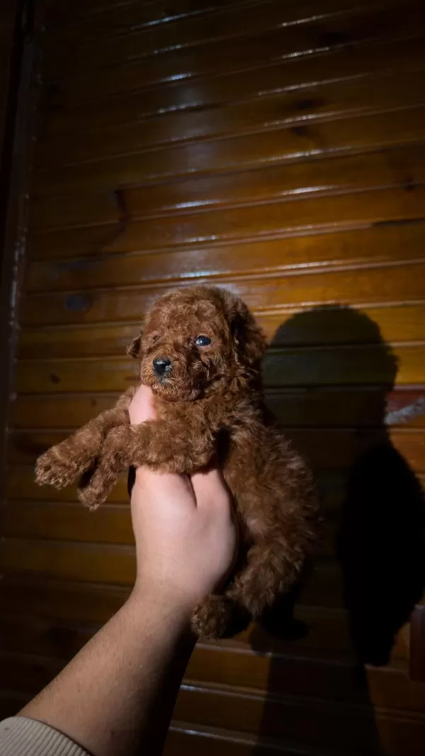 Toypoodle İrk Ve Sağlık Garantili Kore Kan Bebekler