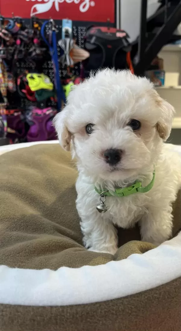 Biblo Güzelliğinde Teacup Maltipoo