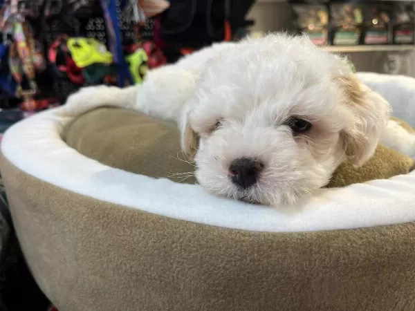 Biblo Güzelliğinde Teacup Maltipoo