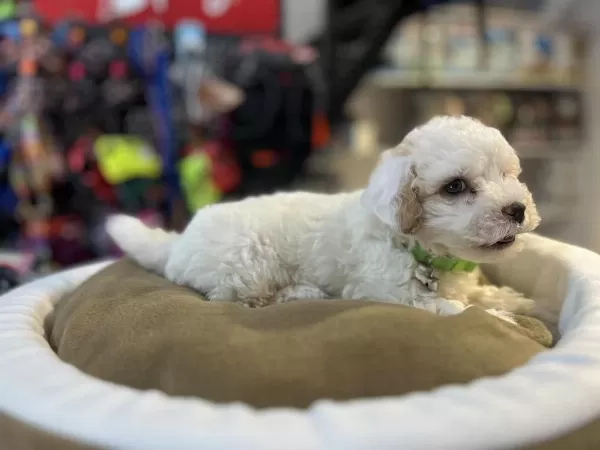 Biblo Güzelliğinde Teacup Maltipoo