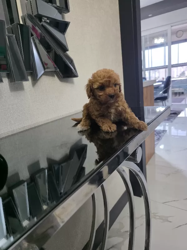 Minnaklarım teslime hazır