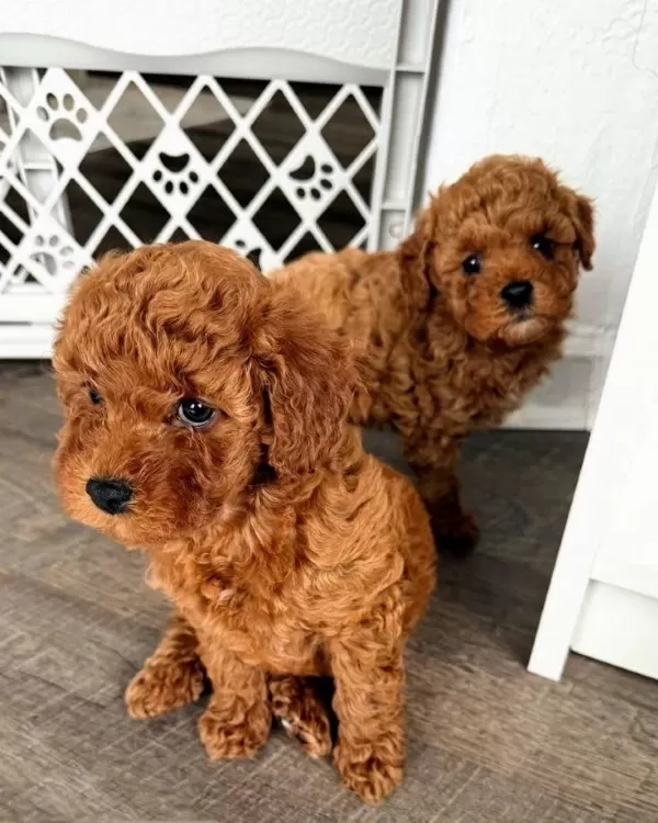 Tuvalet Eğitimli Toy Poodle