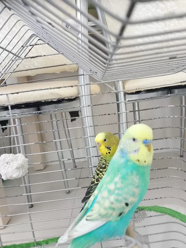 Cins Çift Yumurtali Muhabbet Kuşu