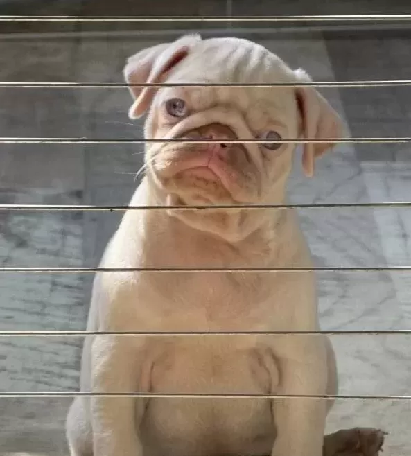 2 Aylik Albi No Pug