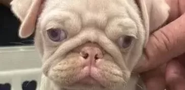 2 Aylik Albi No Pug