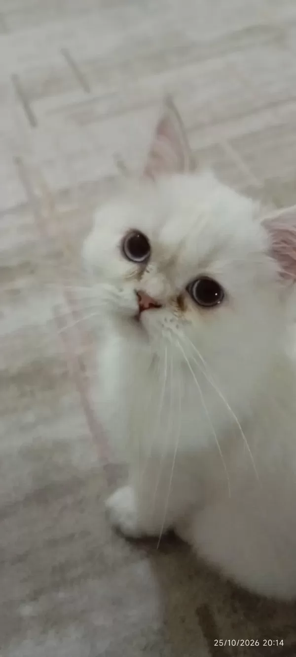 Yavru British Longhair