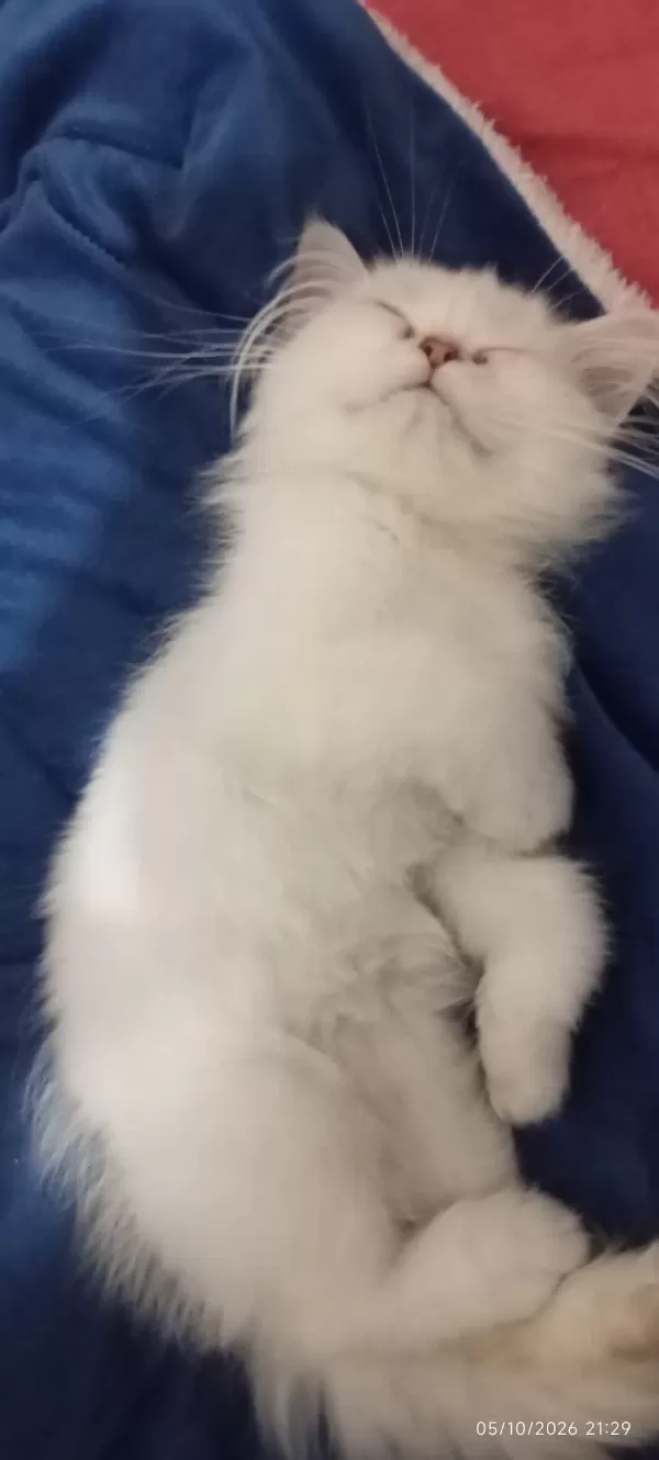 Yavru British Longhair