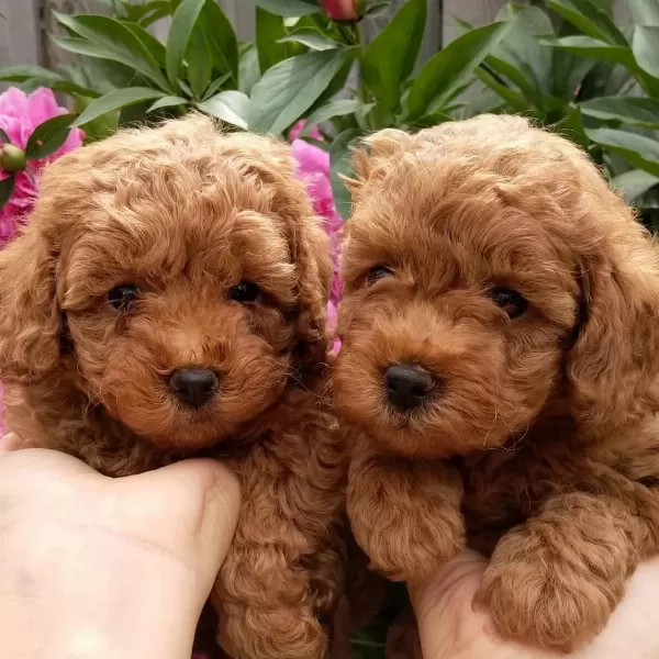 Antalya Toy Poodle Yavrulari