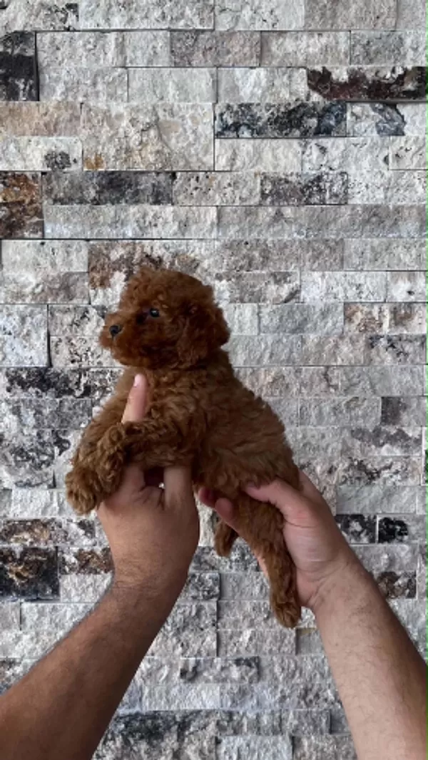 Teacup Red Brown Poodle Yavrular