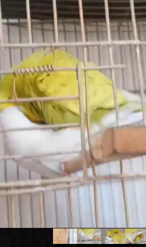 Altın Gibi Yavru Yumurtlayan Çift Muhabbet Kuşu
