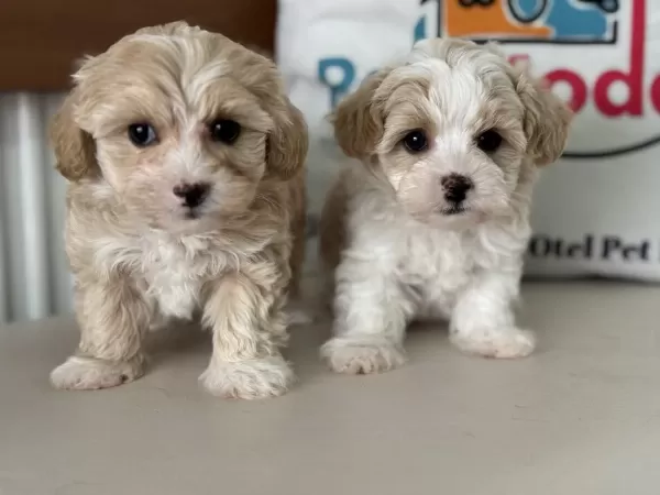 Tea Cup Kore Maltipoo Yavrular Ziyarete Açık