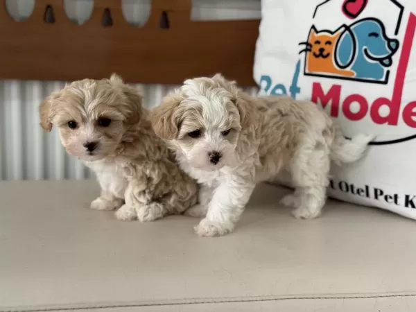 Tea Cup Kore Maltipoo Yavrular Ziyarete Açık