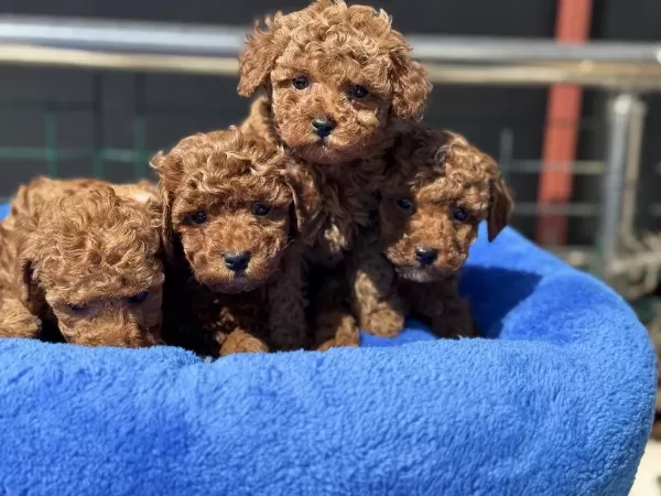 Show Kalite Redbrown Toy Poodle Yavrularımız