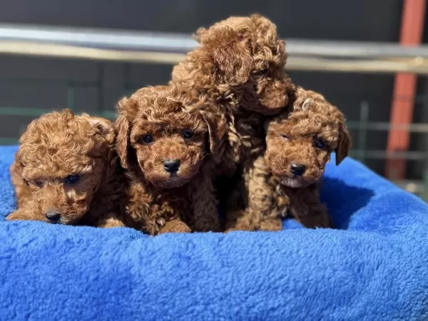 Show Kalite Redbrown Toy Poodle Yavrularımız