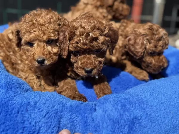 Show Kalite Redbrown Toy Poodle Yavrularımız