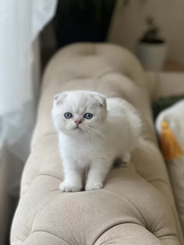 İrkinin En İyisi Ayi Surat Scottish Fold Yavru