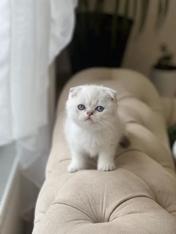 İrkinin En İyisi Ayi Surat Scottish Fold Yavru