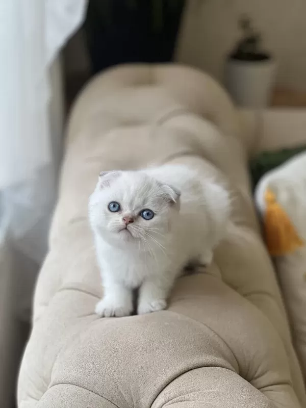 İrkinin En İyisi Ayi Surat Scottish Fold Yavru