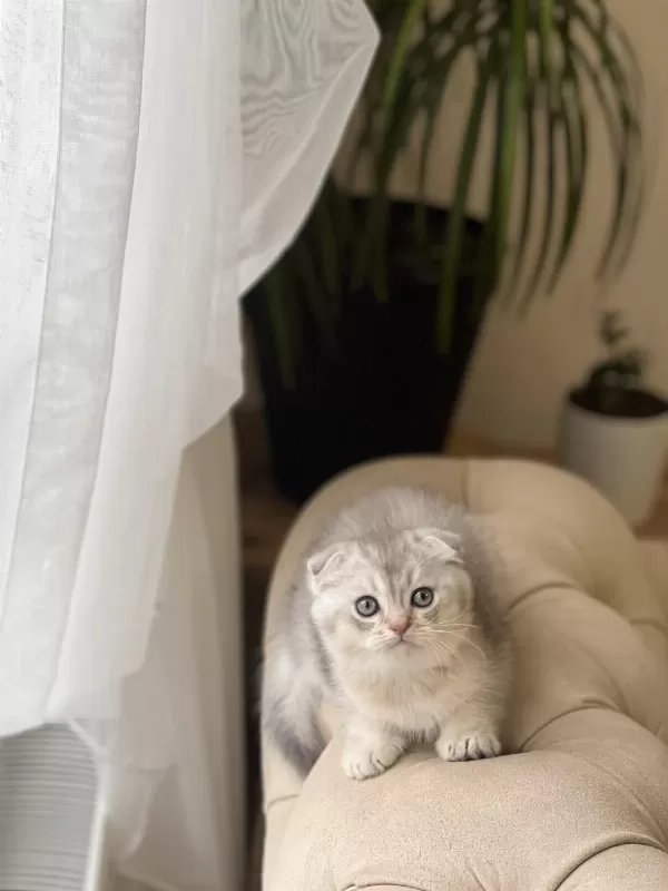 Üst Düzey Kalite Scottish Fold Silver Yavrum